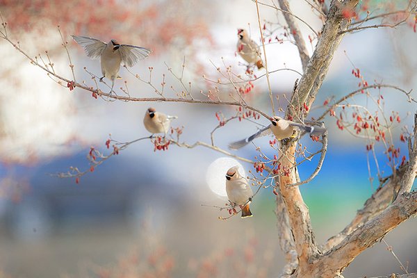 황여새