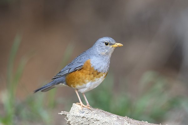 되지빠귀(수컷)