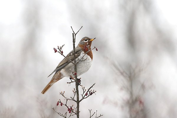 검은목지빠귀(아종- 붉은목지빠귀)
