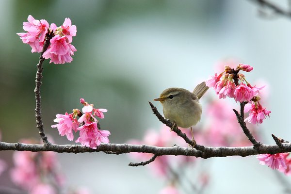 산솔새