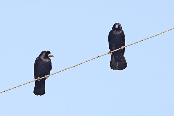 떼까마귀