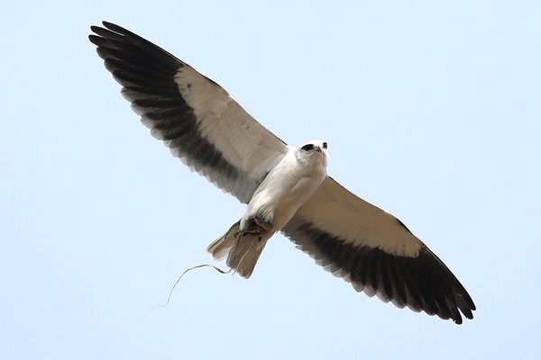 미등록(미기록)Back-winged kite