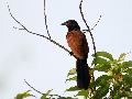 Greater Coucal