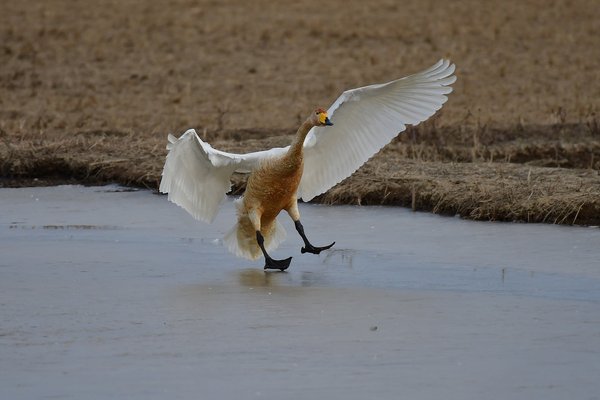 큰고니