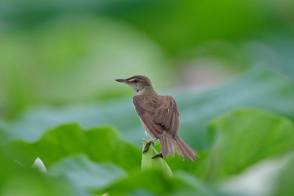 개개비