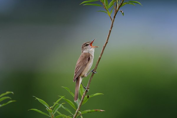 개개비