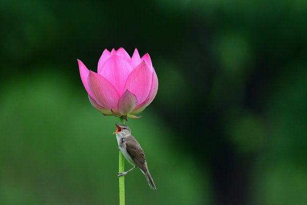 개개비