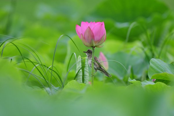 개개비