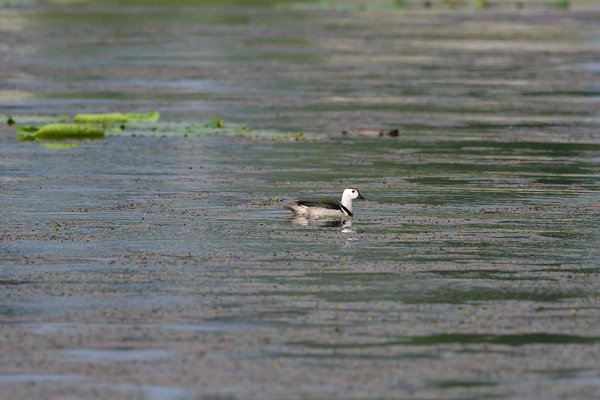 Cotton Pygmy Goose