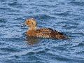 King Eider