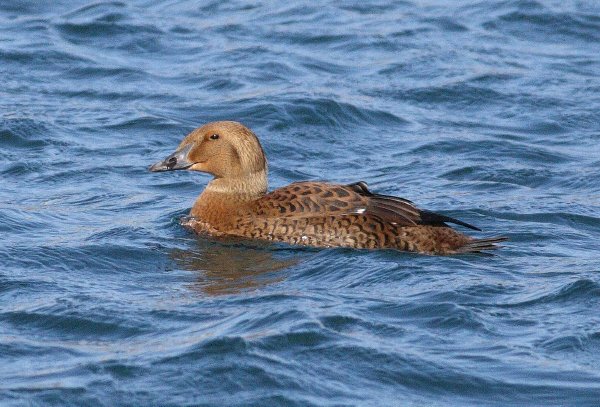 King Eider