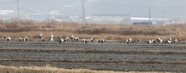 황새