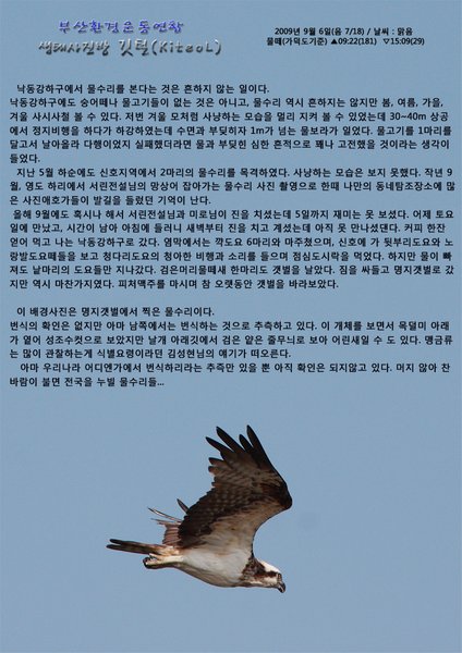 물수리
