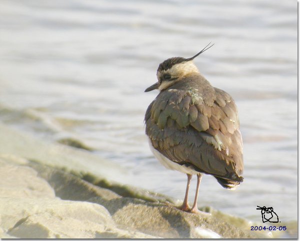 댕기물떼새