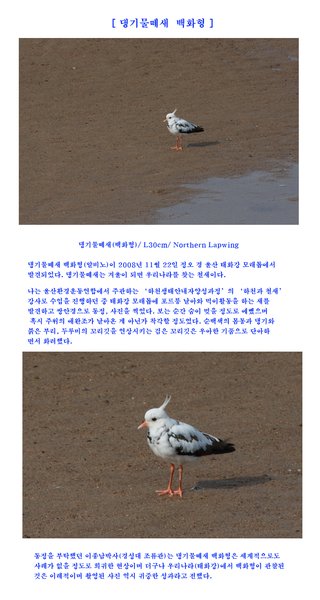 댕기물떼새