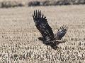흰꼬리수리의 비상
