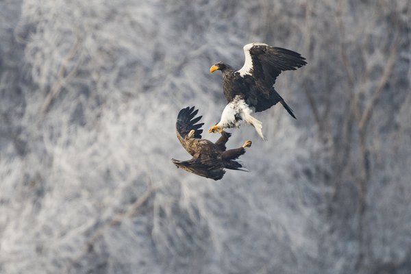 참수리