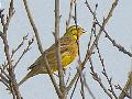Yellowhammer 아닌...
