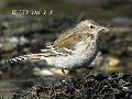 Water Pipit (A. s. blakistoni)