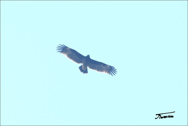 항라머리검독수리