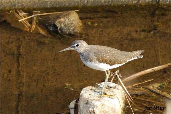 삑삑도요