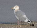 작은흰갈매기(작은재갈매기, ...