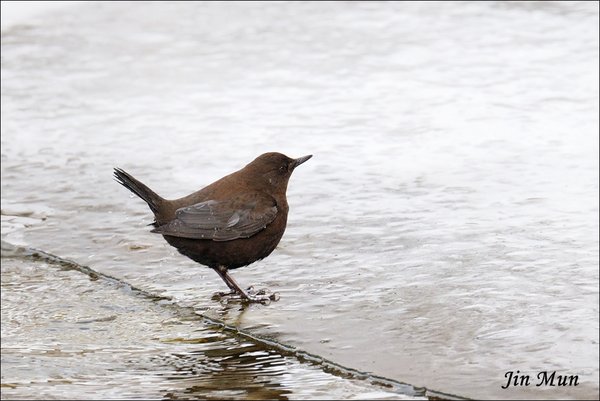 물까마귀