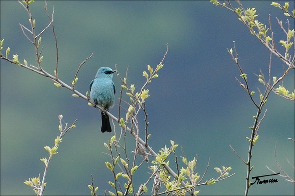 파랑딱새(Eumyias thalassina,Verditer Flycatcher)