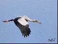 Asia Openbill Stork