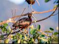 Glossy Ibis
