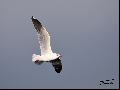 Brown Headed Gull