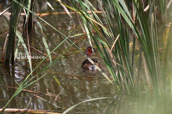 논병아리