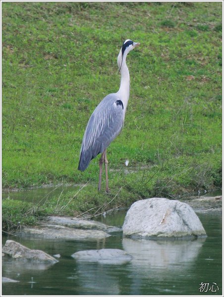 왜가리