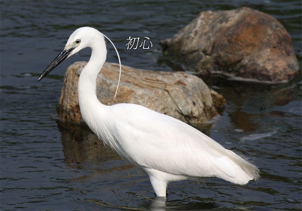 쇠백로 (유조)
