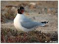 검은머리갈매기