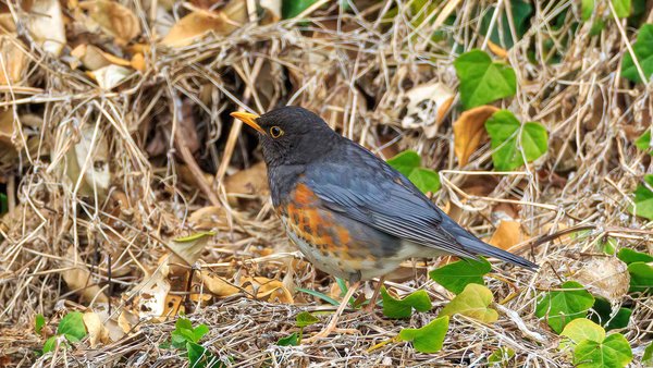 black breasted thrush...