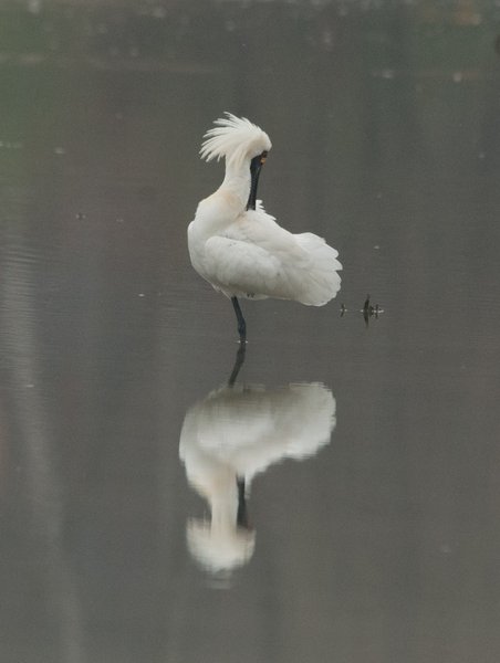 저어새