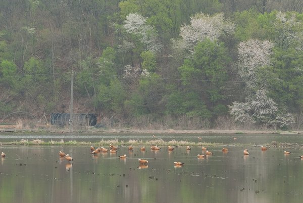 황오리