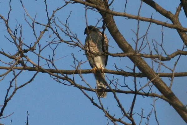 새매