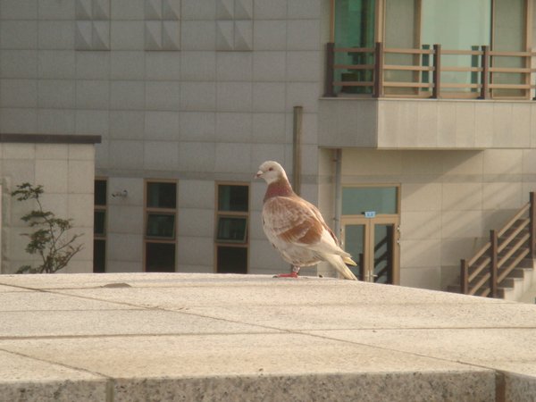 양비둘기..이려나요^^