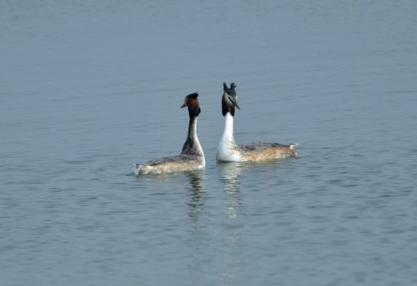 뿔논병아리