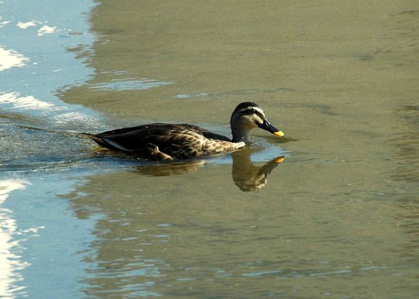 흰뺨검둥오리