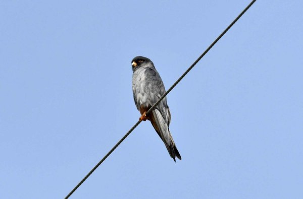 비둘기조롱이