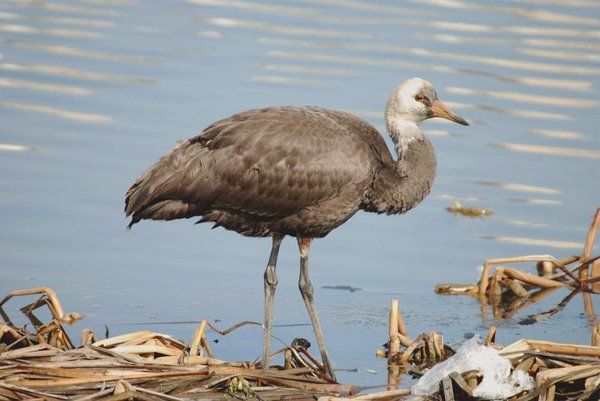 흑두루미