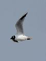 검은머리갈매기