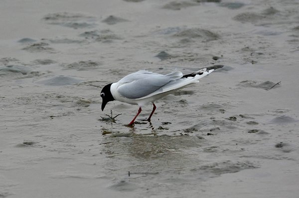 검은머리갈매기
