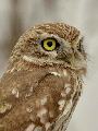 금눈쇠올빼미