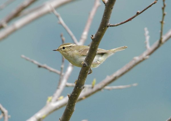 노랑눈썹솔새