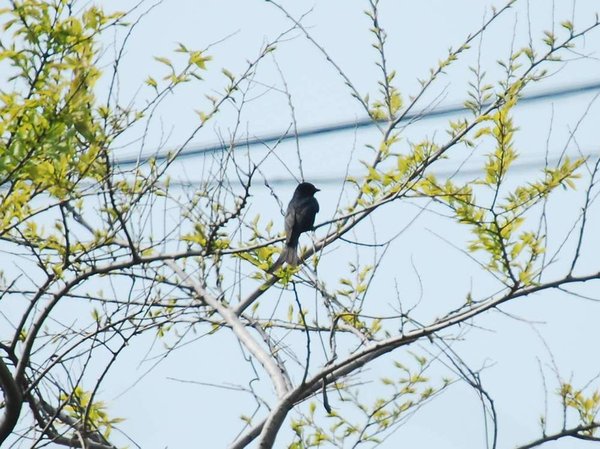 검은바람까마귀