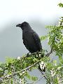 큰부리까마귀